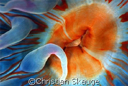 Close-up of a dahlia anemone, Urticina felina. Nikon D200... by Christian Skauge 